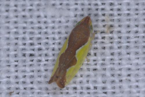 Platymetopius major